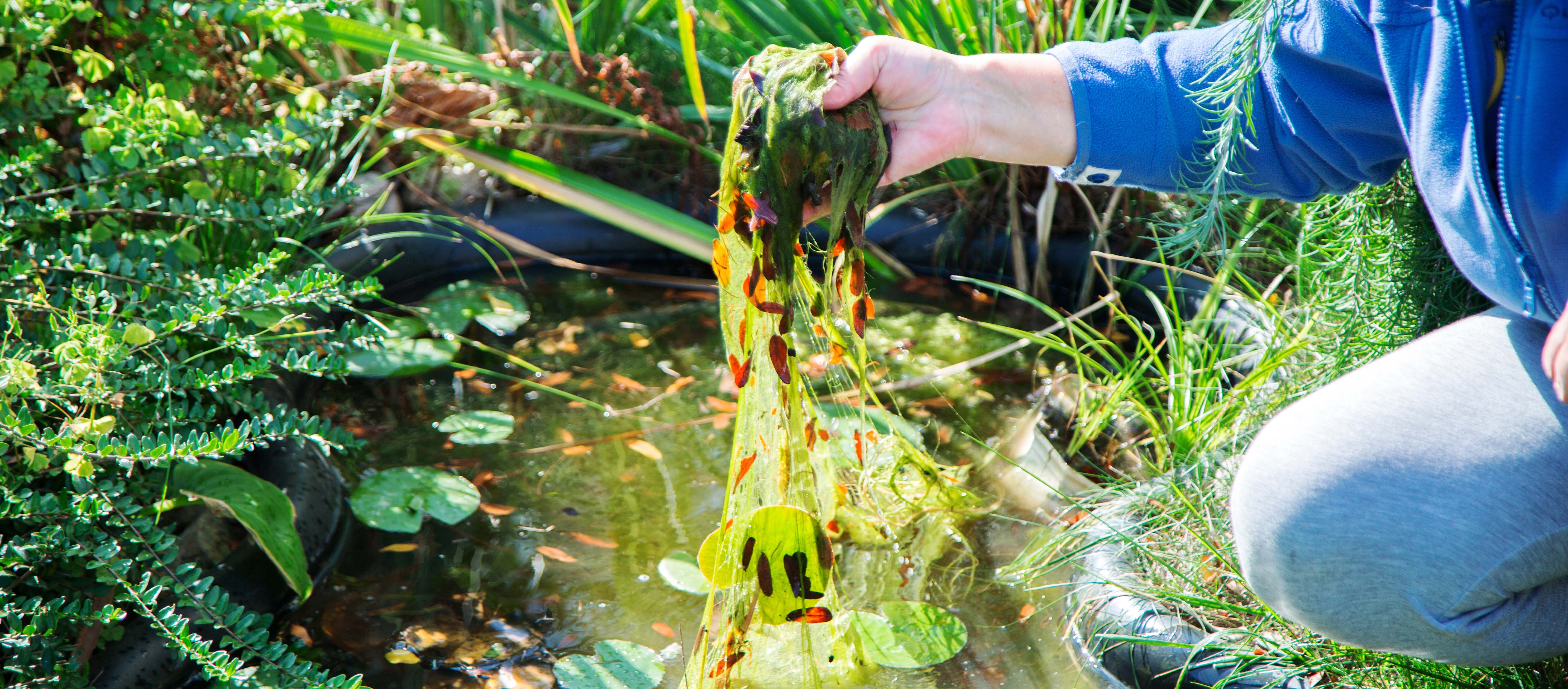 Comment supprimer les algues de mon étang ? I Etang-solution