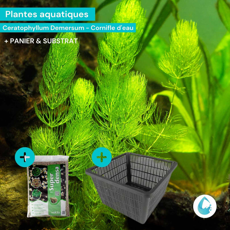 Plante immergée algue aquatique h21
